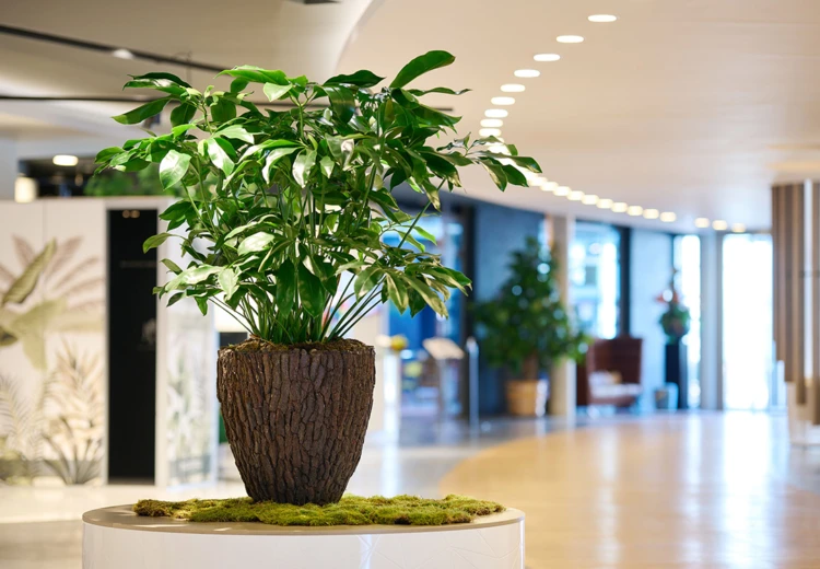 Versluis planten in hoge bloempot